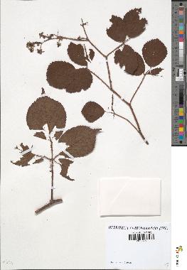 spécimen de Rubus hirtus