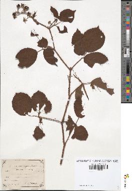 spécimen de Rubus hirtus