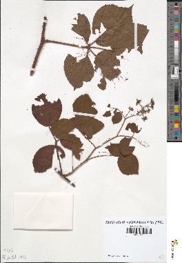 spécimen de Rubus hirtus