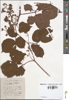 spécimen de Rubus hirtus