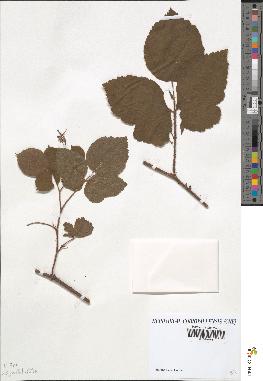 spécimen de Rubus hirtus