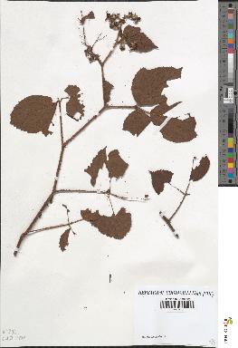 spécimen de Rubus hirtus