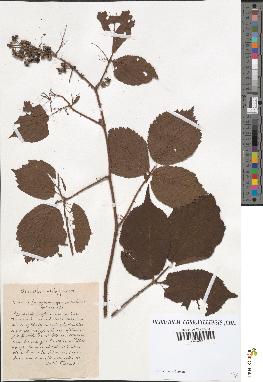 spécimen de Rubus hirtus