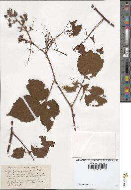 spécimen de Rubus hirtus