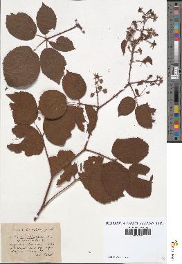 spécimen de Rubus hirtus