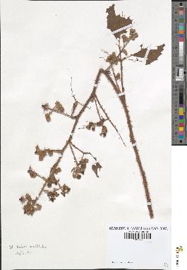 spécimen de Rubus multifidus