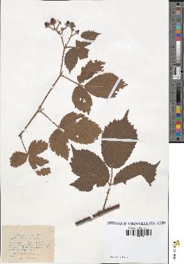 spécimen de Rubus bregutiensis