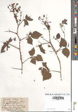 spécimen de Rubus caesius