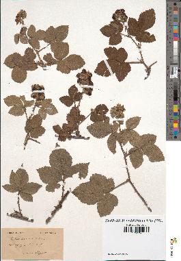 spécimen de Rubus é arenarius