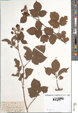 spécimen de Rubus anceps