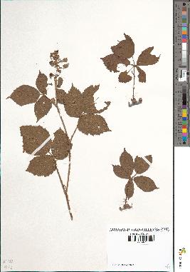 spécimen de Rubus anceps