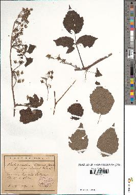 spécimen de Rubus caesius x idaeus