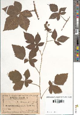 spécimen de Rubus caesius x geniculatus