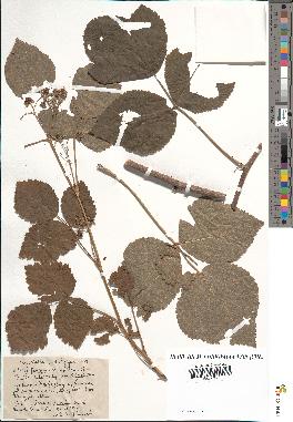 spécimen de Rubus caesius x idaeus