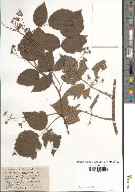 spécimen de Rubus caesius x idaeus