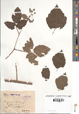 spécimen de Rubus caesius x idaeus