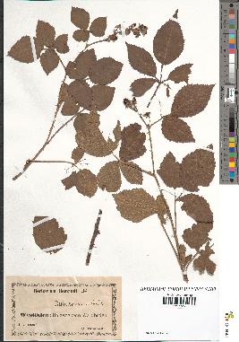 spécimen de Rubus caesius x radula