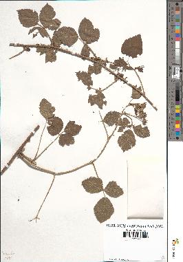 spécimen de Rubus caesius x rusticanus