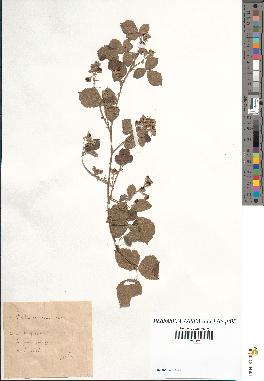 spécimen de Rubus caesius x rusticanus