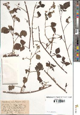 spécimen de Rubus caesius x rusticanus