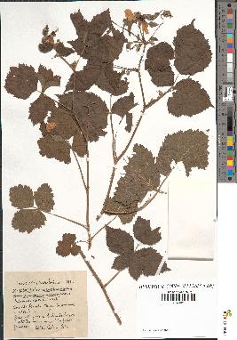 spécimen de Rubus caesius-tomentosus