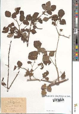 spécimen de Rubus caesius x rusticanus