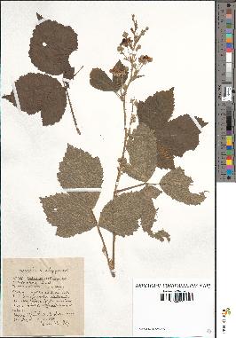 spécimen de Rubus caesius-tomentosus