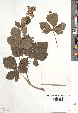 spécimen de Rubus caesius-tomentosus