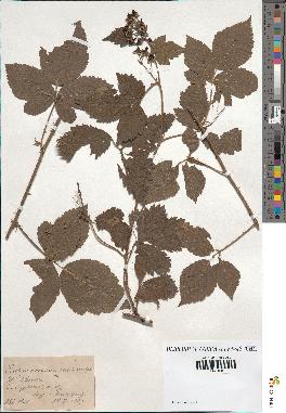 spécimen de Rubus caesius x villicaulis