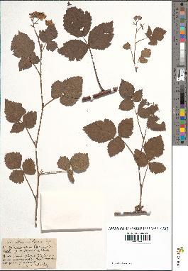 spécimen de Rubus caesius x villarsianus