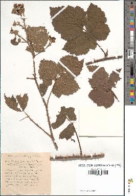 spécimen de Rubus callianthus