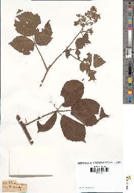 spécimen de Rubus dumetorum