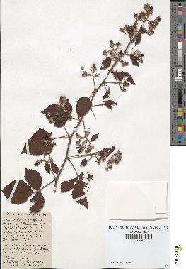 spécimen de Rubus serpens