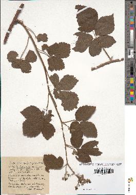 spécimen de Rubus fruticetorum