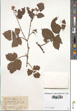 spécimen de Rubus fruticetorum