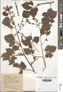 spécimen de Rubus fruticetorum