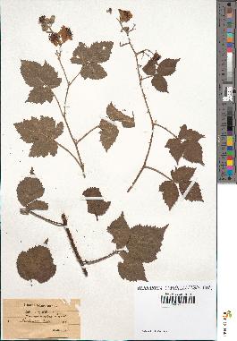 spécimen de Rubus coryfolius