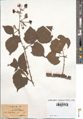 spécimen de Rubus coryfolius