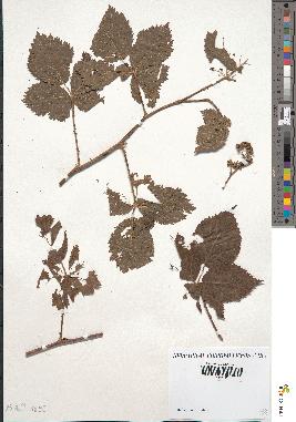 spécimen de Rubus coryfolius