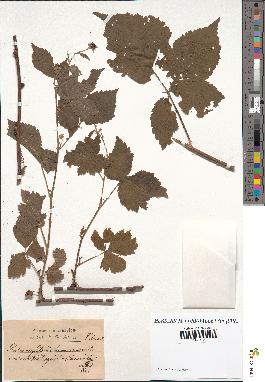 spécimen de Rubus corylifolius