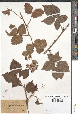 spécimen de Rubus coryfolius