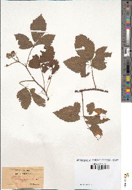 spécimen de Rubus coryfolius