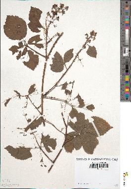 spécimen de Rubus trivialis