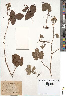 spécimen de Rubus dilatatus