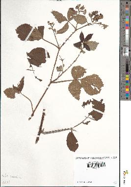 spécimen de Rubus adenoleucus