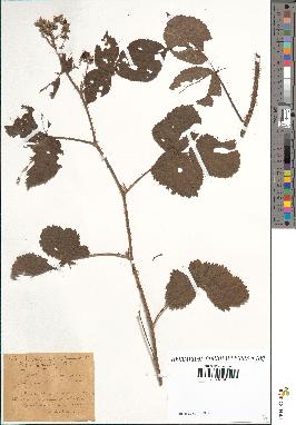 spécimen de Rubus adenoleucus