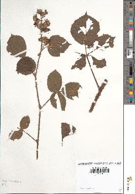 spécimen de Rubus adenoleucus