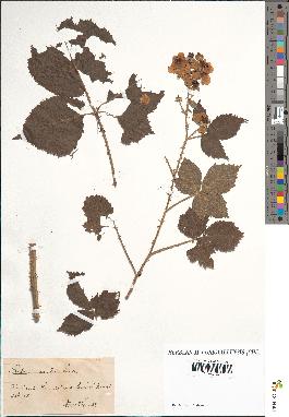 spécimen de Rubus acutus