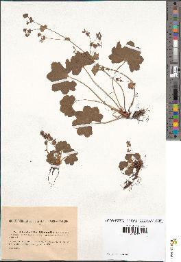 spécimen de Alchemilla filicaulis