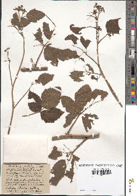 spécimen de Rubus idaeifolius